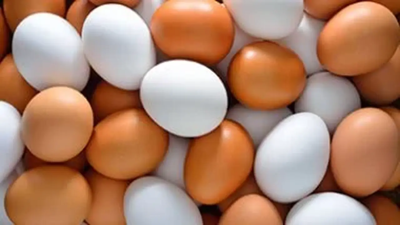 تطورات أسعار كرتونة البيض في محافظة كفر الشيخ الأحد 19 أبريل 2026